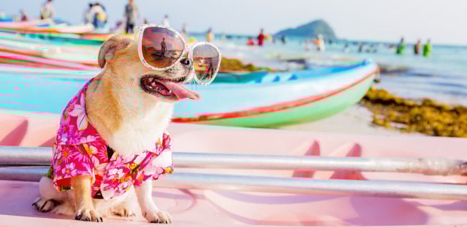 Dog wearing sunglasses and Hawaiian shirt on beach