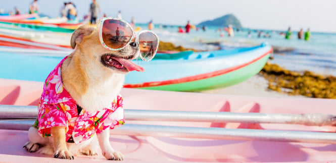 Dog wearing sunglasses and Hawaiian shirt on beach